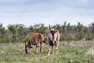 Common eland male in Kruger National park