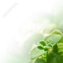Fresh Green Leaves