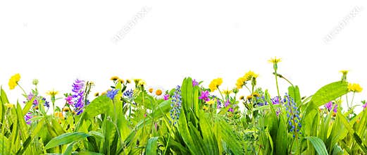 A spring grass and wild flowers isolated on white background