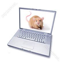 Computer Mouse