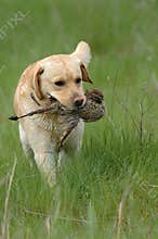 Hunting dog