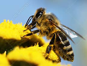 Honeybee