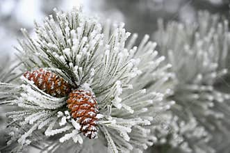Beautiful winter frost. Branches of pine and cones in nature