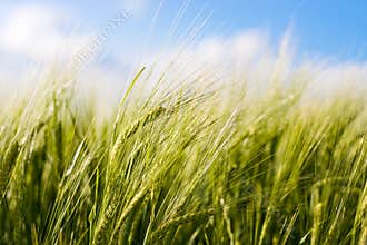 Wheat crop blowing in the wind