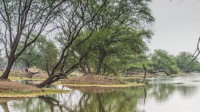 Beautiful lake in the Keolado National Park, India