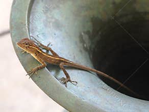 Amphibian