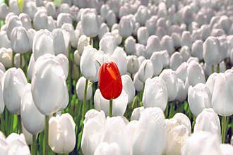 Alone red tulip in a field of white, the concept is unique, special, rare