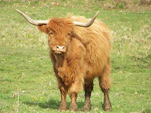 Long Horned Steer