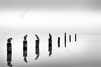 Pillars with Bird in the water