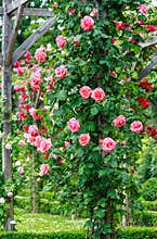 Tall pink climbing rose shrub in the Bois de Boulogne rose garden, Paris