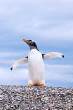 Gentoo penguin