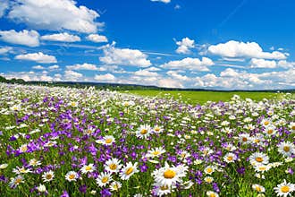 Spring landscape with flowering flowers on meadow