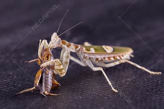 Mantis Creobroter gemmatus fertilized female