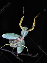 Giant Malaysian shield praying mantis Rhombodera Basalis resting on a tree
