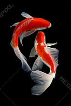 Koi fish Gold isolated on black background