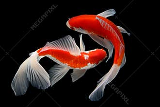 Koi fish Gold isolated on black background