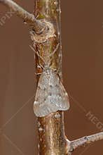Fall Cankerworm Moth - Alsophila pometaria