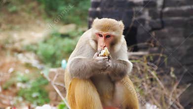 Monkey Eating At Haridware