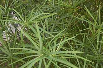 Cyperus alternifolius fresh foliage