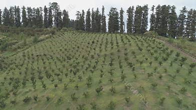 Agricultural planting on the mountainside. Georgia.