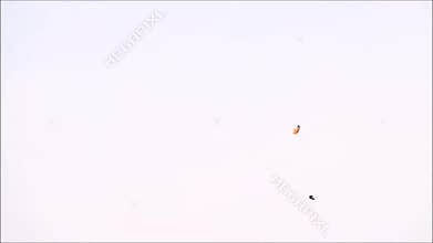 The footage of birds flying far away with clear sky day at the background.