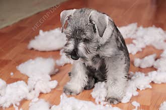 Naughty bad cute schnauzer puppy dog made a mess at home, destroyed plush toy. The dog is home alone.