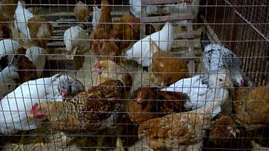 Chickens in the hen house.