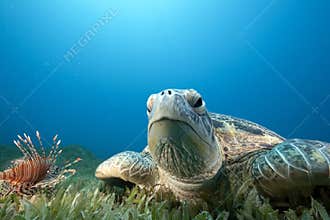Green turtle and sea grass