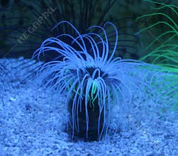 Anemone