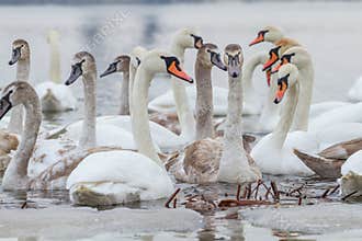 Portraits of swans in winter river