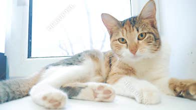 Funny video cat. the cat tries to get off the window sill meows lying on the table. slow motion video. tricolor cat pet