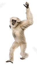 Young Pileated Gibbon, 1 year old