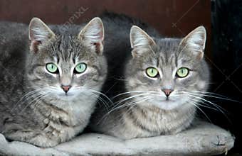 Domestic cats