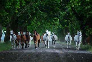 Herd of arabian horses on the autumn village road