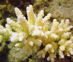 Coral reef underwater