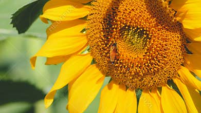 Sunflower pollen and little bee