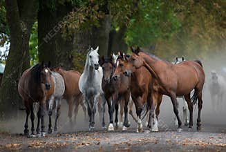 Herd of arabian horses on the autumn village road