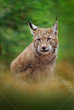 Eurasian lynx walking. Wild cat from Germany. Bobcat among the trees. Hunting carnivore in autumn grass. Lynx in green forest.