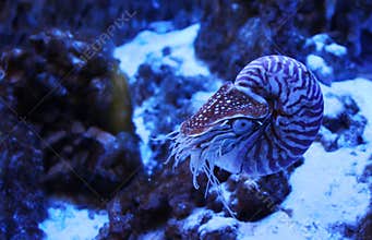 TheÂ Chambered nautilus or Nautilus pompilius in neon light in aquarium