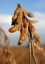 Soy Beans