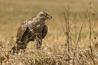 Northern Goshawk (Accipiter gentilis)