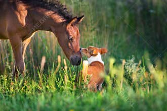 Foal with dog