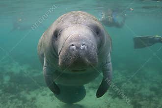 Florida Manatee Underwater with Snorkelers