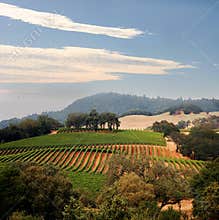 California vineyard