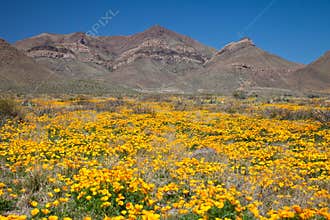 Mexican Gold Poppies