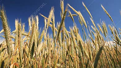 Grain field close up shot