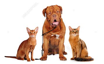 Red pets portrait isolated on white