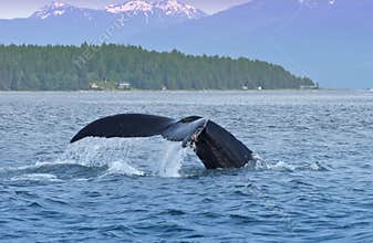 Humped Back Whale Tail, Nature, Wildlife Alaska