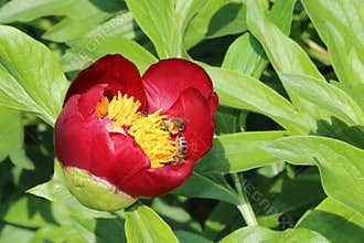 Wild peony with picking bees