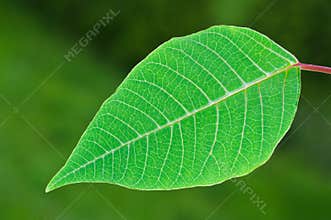 Green Leaf